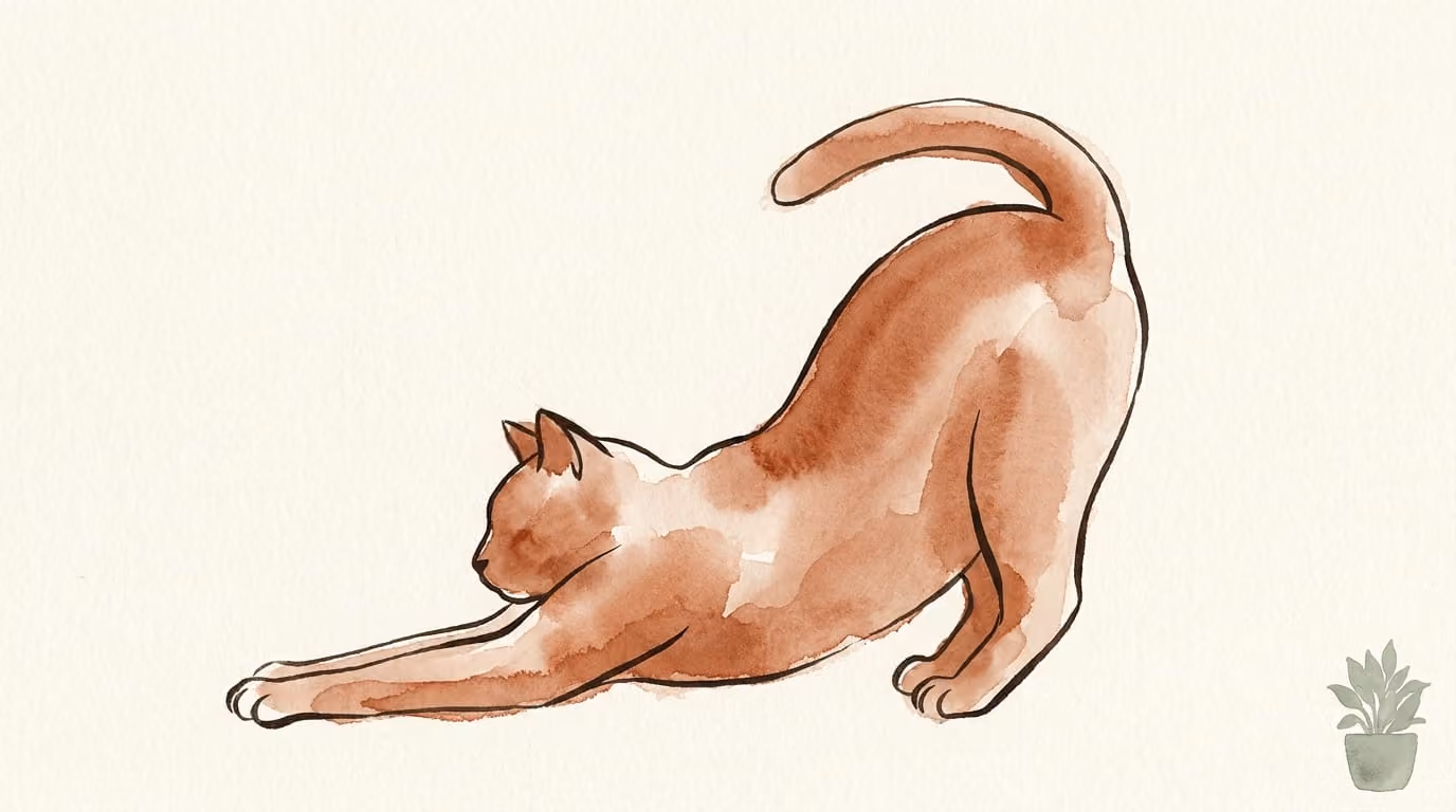 Por qué Pilates quería que te movieras como un gato